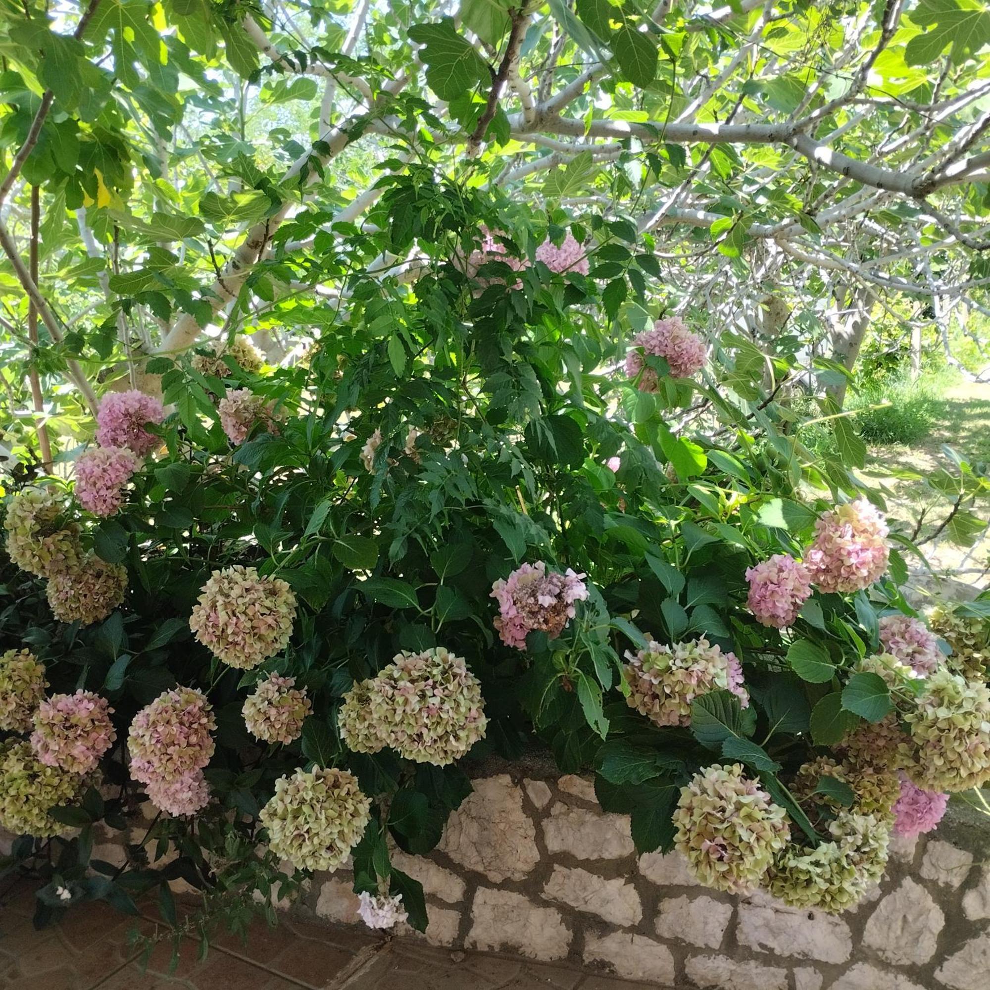 Apartmani Gero Lopar Bagian luar foto
